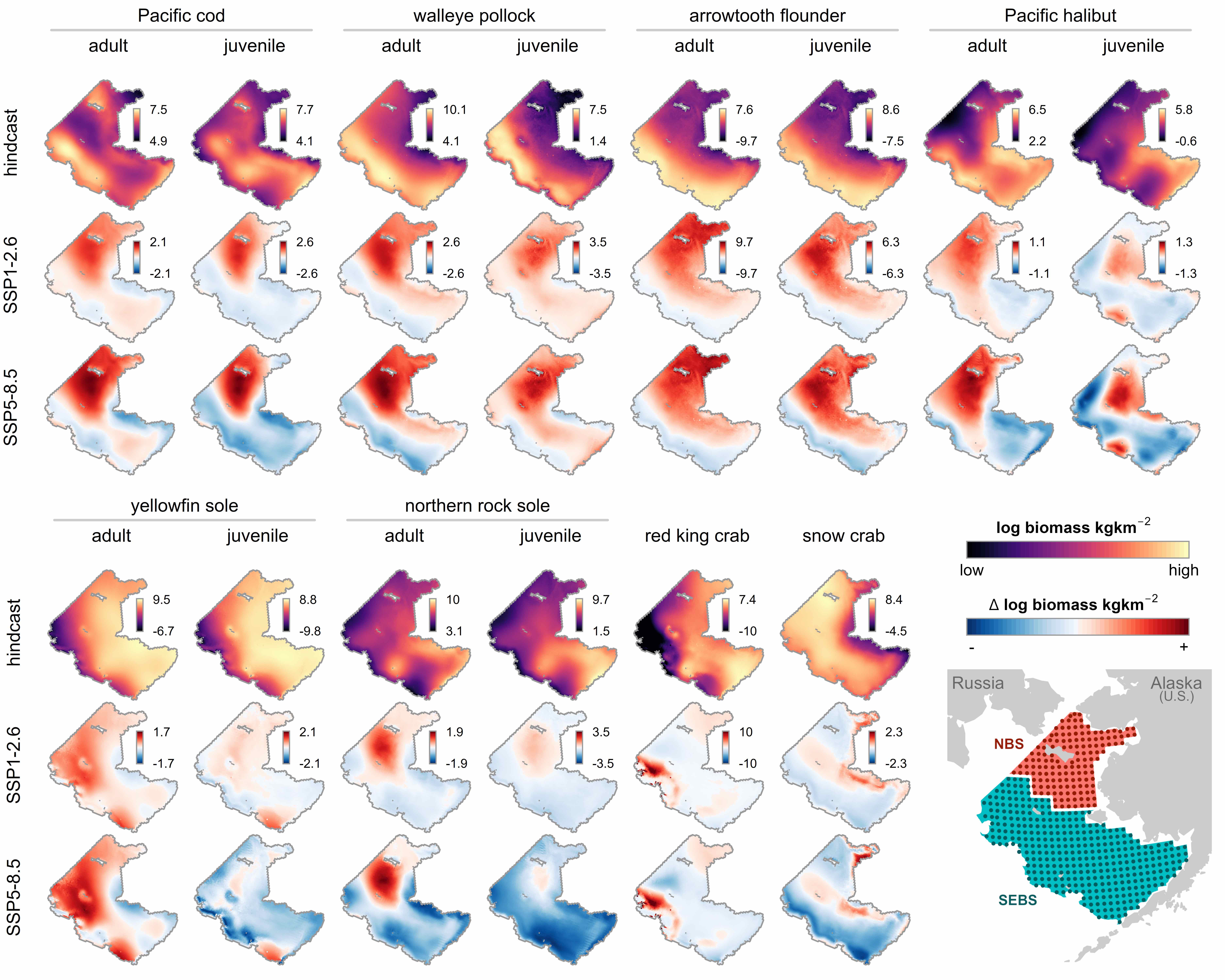 Hindcasted (1995–2015) summer log biomass density and projected end of century (2080–2099) change in log biomass density under low-emissions (SSP 1–2.6) and high-emissions (SSP5-8.5) scenarios. Scales for biomass density and change in biomass density differ among species and life stages to allow for intercomparison of spatial patterns. Inset: Map of the EBS survey region, showing NBS and SEBS sub-regions and corresponding stations on the standard survey grid.