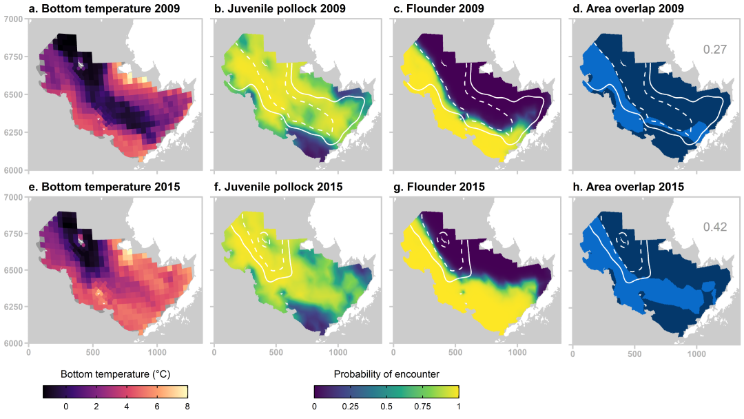 During years with extensive sea ice, melting sea ice results in the formation of a deep “cold pool” of water below 2 °C in the Eastern Bering Sea (EBS). The cold pool can restrict the movement of some predators into the northeast EBS shelf, such that years with less extensive cold pools may result in greater spatial overlap between juvenile pollock and their predators. For example, area overlap between juvenile pollock and flounder was about 15% higher during 2015, when the cold pool was receded (~124,500 km2), than in 2009, when it was more extensive (~333,000 km2). Smoothed 2 °C and 0 °C isotherms are shown as solid and dashed lines, respectively.